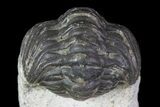 Reedops Trilobite Fossil - Good Eye Facets #68650-3